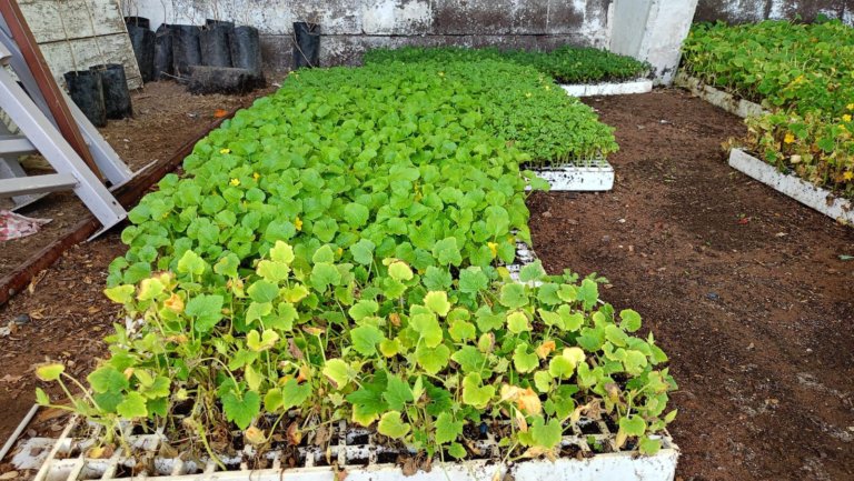 DISPONIBLES 10 MIL PLÁNTULAS DE VEGETALES PARA HUERTOS DE TRASPATIO