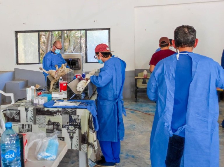 MÁS DE 50 MASCOTAS ATENDIDAS EN ESTERILIZACIÓN GRATUITA