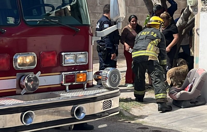 HEROICO RESCATE: BOMBEROS SALVAN A DOS PERRITOS Y UN GATO DE INCENDIO ...